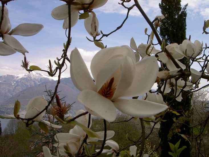 Parco Botanico del Gambarogno
